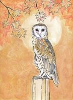 Autumn Barn Owl